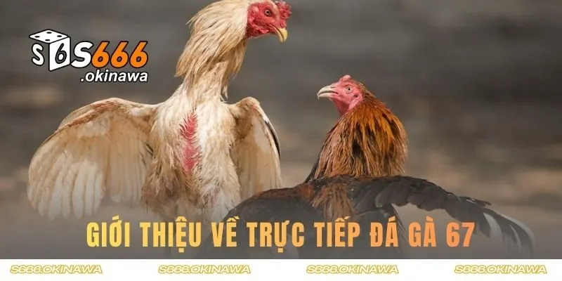 Thông tin giới thiệu về trực tiếp đá gà 67