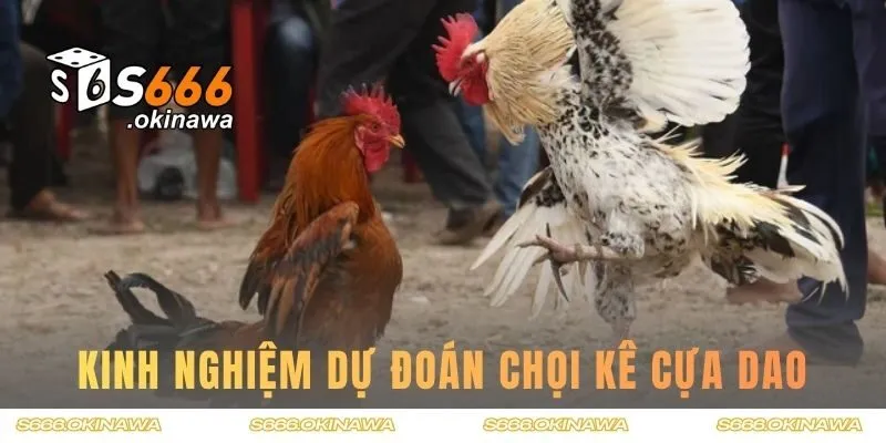 Kinh nghiệm dự đoán chọi kê cựa dao dễ thắng