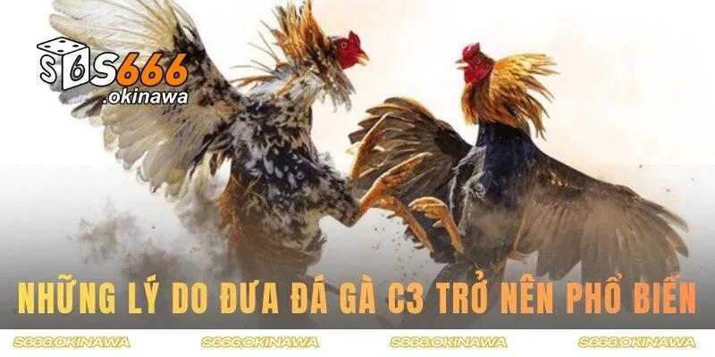 Những lý do đưa đá gà c3 trở nên phổ biến
