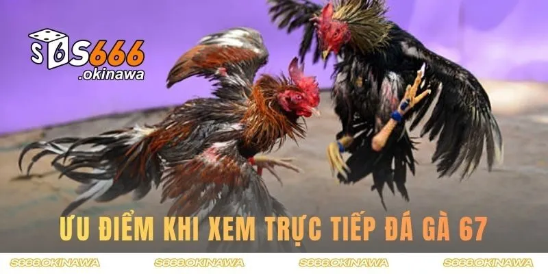 Ưu điểm khi bạn xem trực tiếp đá gà 67